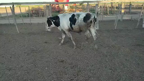 Lote 30 Novillitos Holando Argentino en Brinkmann, en Córdoba