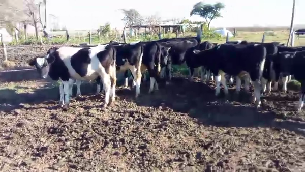 Lote 14 Novillitos Holando en Tacural, Santa Fe