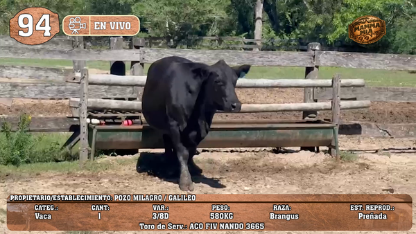 Lote LOTE 94 -EN VIVO