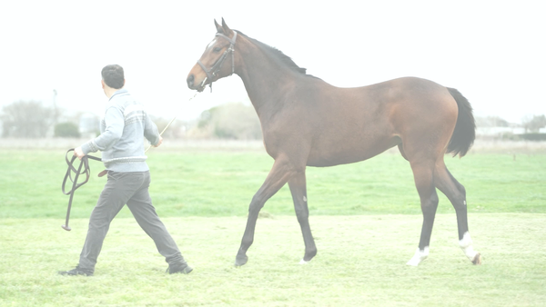 Lote MEDALLA DE MAR (MARIGNAC -  DONA DORO)