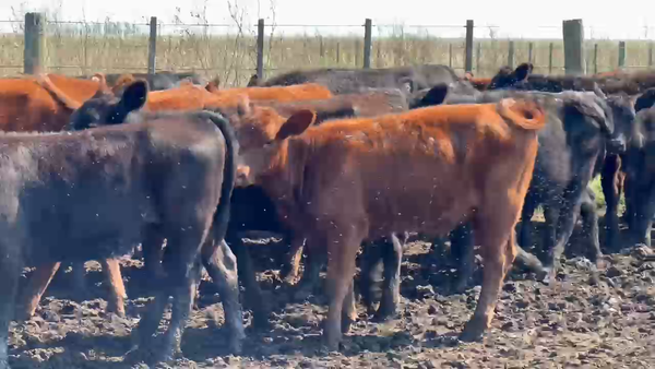 Lote 242 Terneras