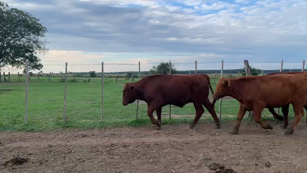 Lote 105 Novillitos en Goya, Corrientes
