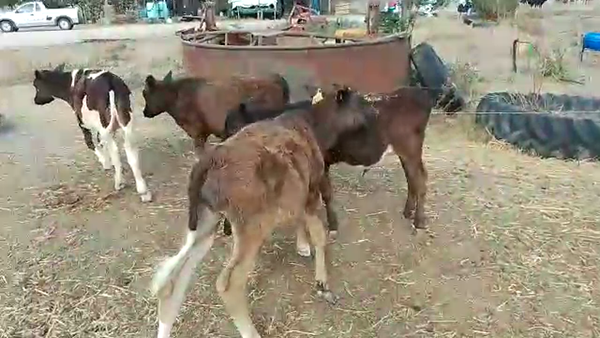 Lote 10 Terneros Holando y Cruza en Chamizo