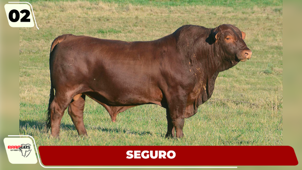 Lote LOTE 2