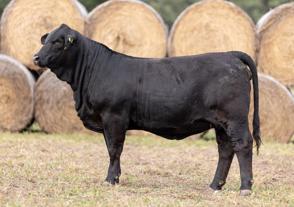 Lote LOTE 37