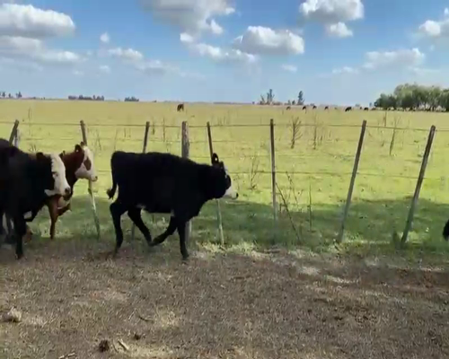 Lote 42 Terneras en Lobos, Buenos Aires
