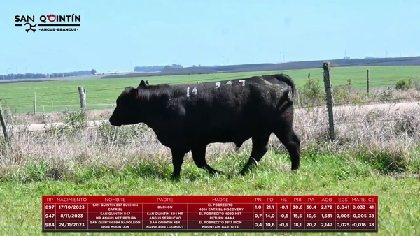 Lote LOTE 14 - ABERDEEN ANGUS PI