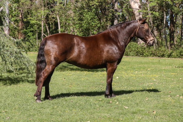 Lote QUELEN CAPITANA TE