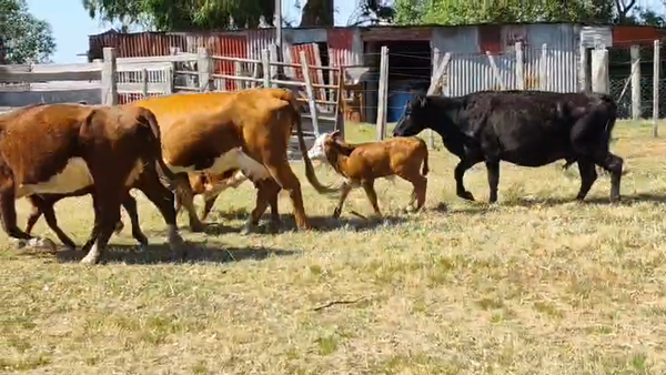 Lote 14 Piezas de cría, San José