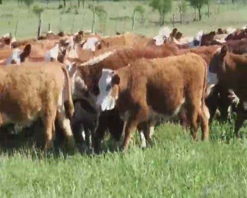 Lote 75 Terneras en Villaguay, Entre Ríos