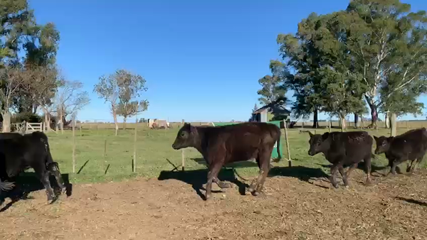 Lote 50 Terneros/as en Azul