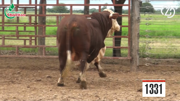 Lote Toros Braford