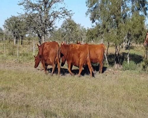 Lote ANGUS “EL CALÁ” de R. Garat Vaquillonas Puras Controladas Preñadas