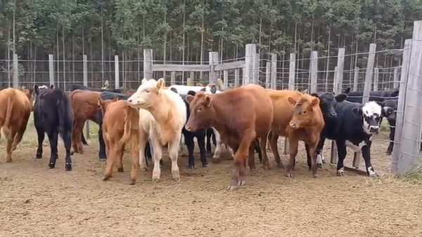 Lote 19 Terneras CRUZAS/ ANGUS 155kg -  en PARADA OLIVERA