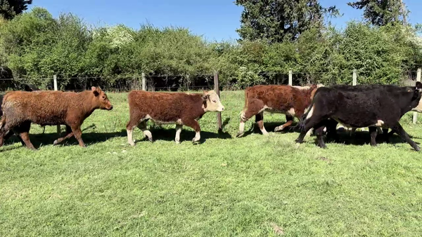 Lote NOVILLOS 1-2 AÑOS