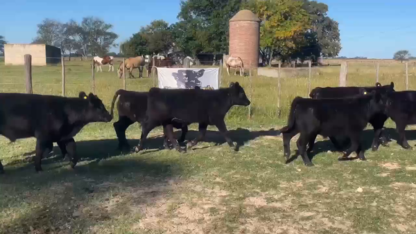 Lote 25 Terneros en Gral. Paz, Buenos Aires