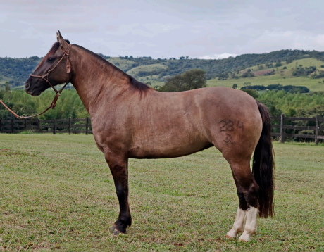 Lote Lote 1 Caballo Criollo RP 284