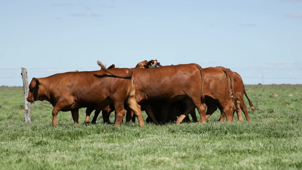 Lote Vaquilla Para Servicio