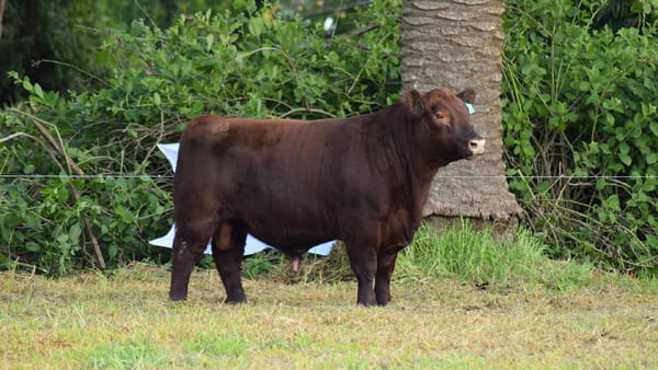 Lote CABAÑA COEMBOTÁ: RP 217