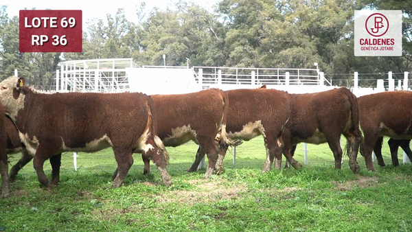Lote VAQUILLONAS RODEO GENERAL PREÑADAS POR SERV. NATURAL PARICIÓN PRIMAVERA