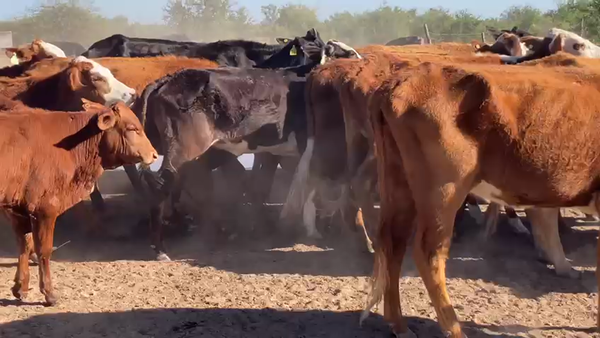 Lote 39 Vacas Braford en San Cristóbal, Santa Fe