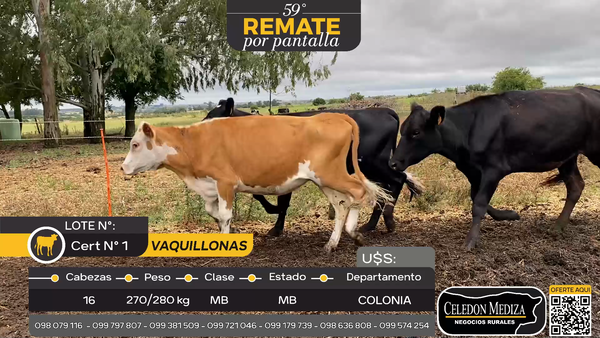 Lote 16 Vaquillonas  en Otra Localidad, Colonia