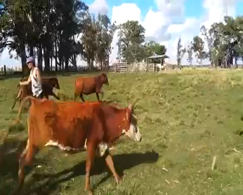 Lote 100 Novillitos en La Cruz, Corrientes