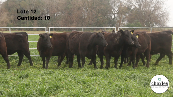 Lote VAQUILLONAS PURAS CONTROLADAS