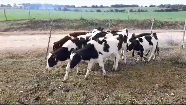 Lote TERNEROS/AS