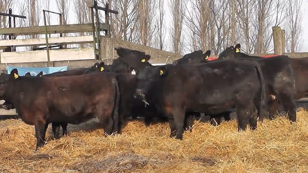 Lote """SAN BAUTISTA DEL SUR"" VAQUILLONAS MADRES ANGUS SELECCIONADAS CON GARANTÍA DE PREÑEZ"