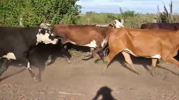 Lote 70 Vientres preñados en Corrientes, Yataití Calle