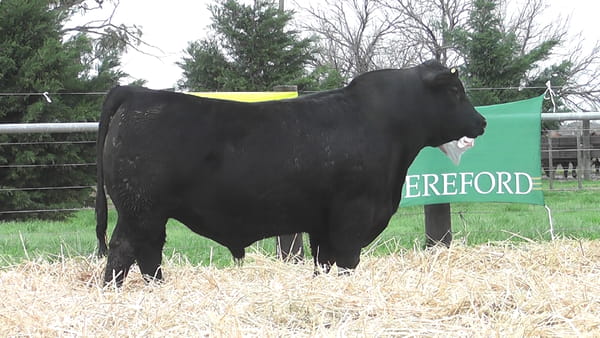 Lote TOROS ANGUS PUROS DE PEDIGREE