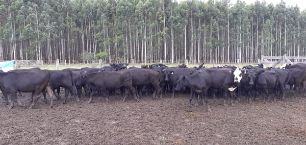 Lote SAENZ VALIENTE, BULLRICH Y Cia. S.A.