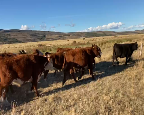 Lote 80 Novillo Engorda en Coyhaique, XI Región Aysén