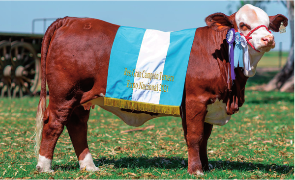 Lote Embrión De Excelencia -  Los Charabones