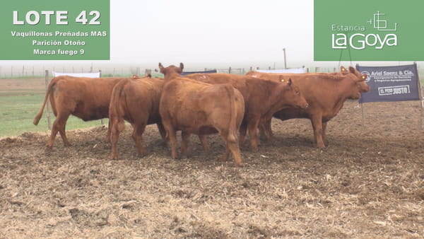 Lote VAQUILLONAS MAS PREÑADAS ANGUS PARICIÓN OTOÑO - 9