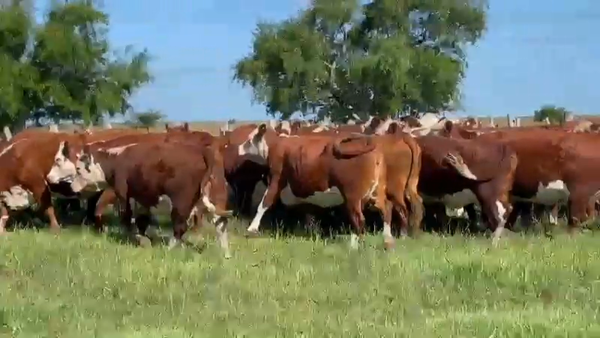 Lote 35 Vacas de invernar en Concordia, Entre Ríos