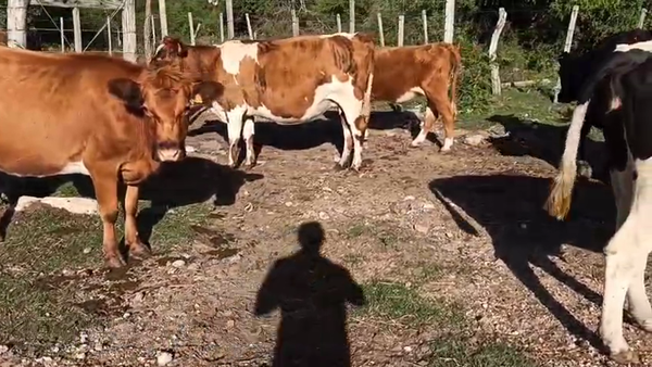 Lote VACAS INVERNADA