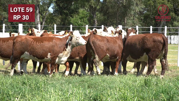 Lote VAQUILLONAS PREÑADAS PR Polled Hereford -PARICION OTOÑO 2026-