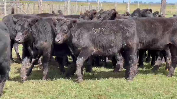 Lote 70 Terneros en Dolores, Buenos Aires