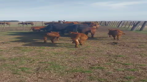 Lote 12 Vacas nuevas C/ gtia de preñez en Buenos Aires, Daireaux