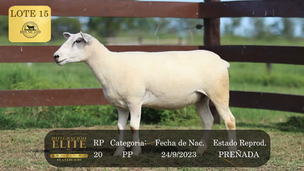 Lote LOTE 15