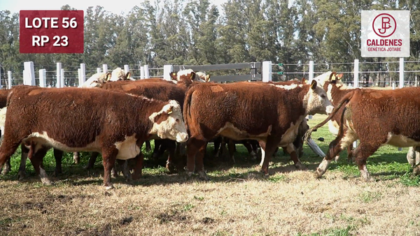 Lote VAQUILLONA PURAS REGISTRADAS PREÑADAS POR INSEMINAC. ARTIFICIAL, PARICIÓN PRIMAVERA.