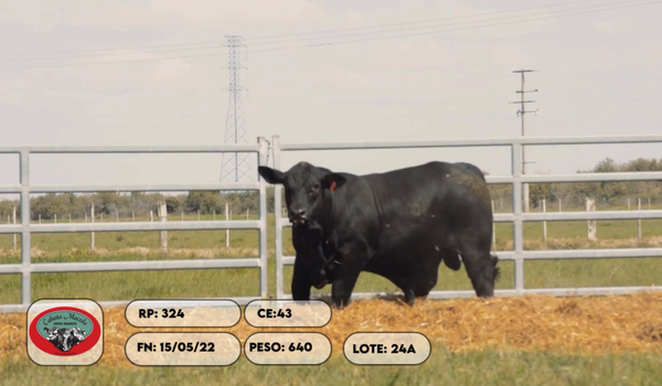 Lote 2 Toros, Artigas