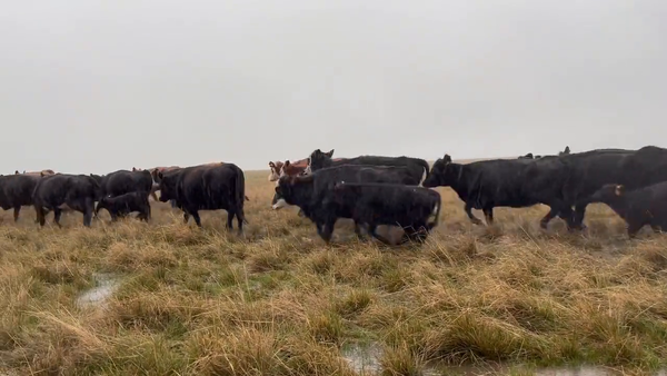 Lote Piezas de Cría