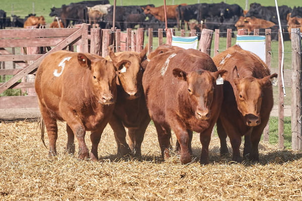 Lote "TRES MOLINOS" VAQUILLAS P.C PREÑADAS