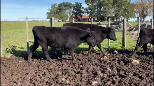 Lote NOVILLOS 1-2 AÑOS