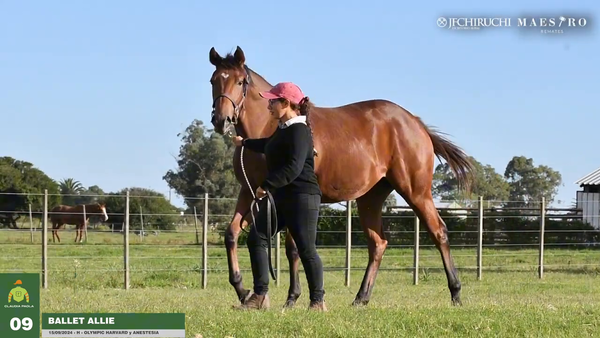 Lote Ballet Allie