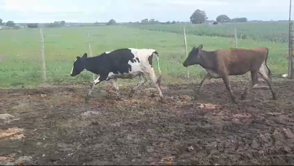 Lote (Vendido)2 Terneras Holando HOLANDO 170kg -  en AGRACIADA