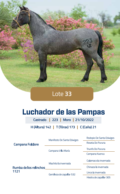 Lote LOTE 33